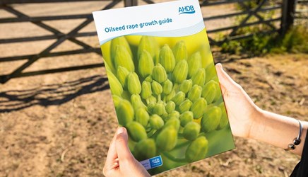A person holding the oilseed rape guide.